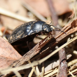 Pterohelaeus piceus at Cantor Crescent Woodland, Higgins - 2 Dec 2023