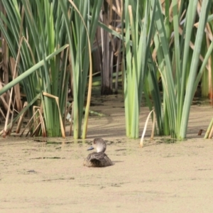 Anas gracilis at Fyshwick, ACT - 2 Dec 2023 09:17 AM