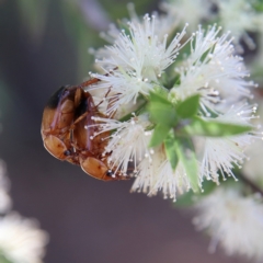 Phyllotocus macleayi (Nectar scarab) at Cantor Crescent Woodland, Higgins - 1 Dec 2023 by Trevor