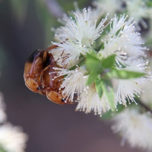 Phyllotocus macleayi at Cantor Crescent Woodland, Higgins - 2 Dec 2023