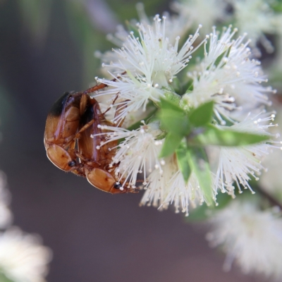 Phyllotocus macleayi (Nectar scarab) at Higgins, ACT - 1 Dec 2023 by Trevor