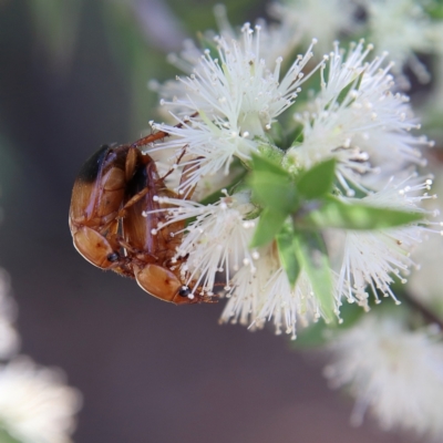 Phyllotocus macleayi (Nectar scarab) at Cantor Crescent Woodland, Higgins - 1 Dec 2023 by Trevor