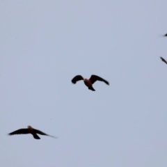 Eolophus roseicapilla (Galah) at Jerrabomberra Wetlands - 2 Dec 2023 by JimL