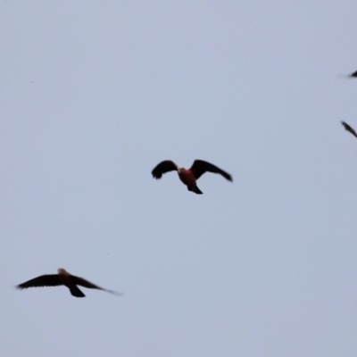 Eolophus roseicapilla (Galah) at Jerrabomberra Wetlands - 1 Dec 2023 by JimL