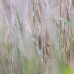 Acrocephalus australis (Australian Reed-Warbler) at Jerrabomberra Wetlands - 2 Dec 2023 by JimL