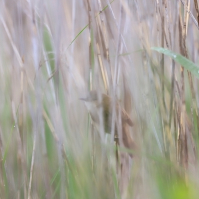 Acrocephalus australis (Australian Reed-Warbler) at Fyshwick, ACT - 1 Dec 2023 by JimL