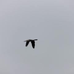 Anhinga novaehollandiae (Australasian Darter) at Jerrabomberra Wetlands - 1 Dec 2023 by JimL