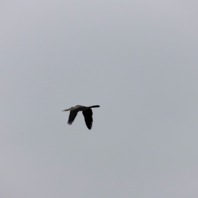 Anhinga novaehollandiae (Australasian Darter) at Jerrabomberra Wetlands - 2 Dec 2023 by JimL