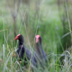 Porphyrio melanotus at Jerrabomberra Wetlands - 2 Dec 2023