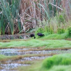 Porphyrio melanotus at Jerrabomberra Wetlands - 2 Dec 2023