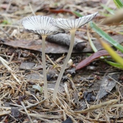 Coprinellus etc. (An Inkcap) at Queanbeyan West, NSW - 1 Dec 2023 by Paul4K