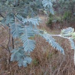 Acacia dealbata subsp. dealbata (Silver Wattle) at Bicentennial Park - 1 Dec 2023 by Paul4K