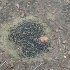 Unverified Lichen, Moss or other Bryophyte at Bicentennial Park - 2 Dec 2023 by Paul4K