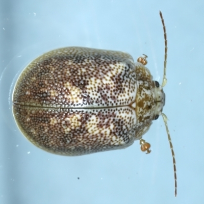 Paropsis charybdis (Eucalyptus leaf beetle) at Ainslie, ACT - 18 Nov 2023 by jb2602