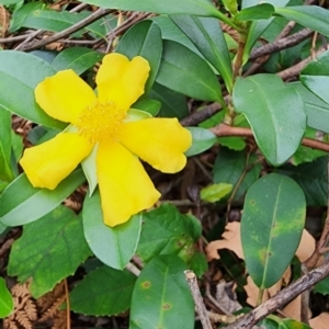 Hibbertia scandens at Northbridge, NSW - 2 Dec 2023