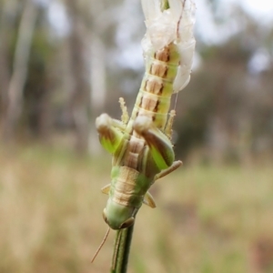 Praxibulus sp. (genus) at Mount Painter - 30 Nov 2023