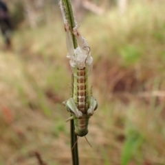 Praxibulus sp. (genus) at Mount Painter - 30 Nov 2023