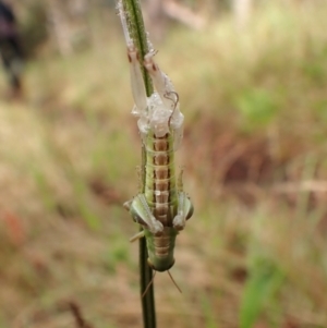 Praxibulus sp. (genus) at Mount Painter - 30 Nov 2023