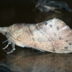 Opsirhina lechriodes (Opsirhina lechriodes) at Ainslie, ACT - 19 Nov 2023 by jb2602