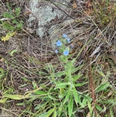 Cynoglossum australe (Australian Forget-me-not) at Bruce Ridge to Gossan Hill - 2 Dec 2023 by lyndallh