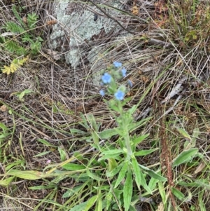 Cynoglossum australe at Gossan Hill - 2 Dec 2023 04:21 PM