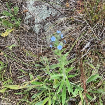 Cynoglossum australe (Australian Forget-me-not) at Bruce Ridge to Gossan Hill - 2 Dec 2023 by lyndallh