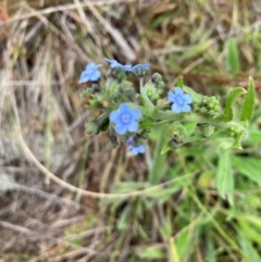 Cynoglossum australe at Gossan Hill - 2 Dec 2023 04:21 PM