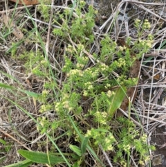 Asperula conferta (Common Woodruff) at Gossan Hill - 2 Dec 2023 by lyndallh