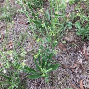 Hackelia suaveolens at Gossan Hill - 2 Dec 2023