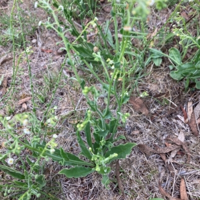 Hackelia suaveolens (Sweet Hounds Tongue) at Gossan Hill - 2 Dec 2023 by lyndallh