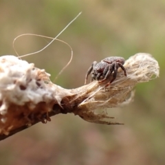 Cymbacha ocellata (Crab spider) at Mount Painter - 30 Nov 2023 by CathB