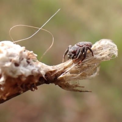 Cymbacha ocellata (Crab spider) at Mount Painter - 30 Nov 2023 by CathB