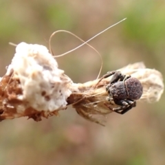 Cymbacha ocellata at Mount Painter - 30 Nov 2023