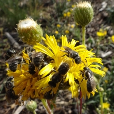 Lasioglossum (Chilalictus) lanarium (Halictid bee) at Sth Tablelands Ecosystem Park - 1 Dec 2023 by AndyRussell