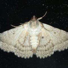 Diatenes aglossoides at Ainslie, ACT - 19 Nov 2023 09:35 PM