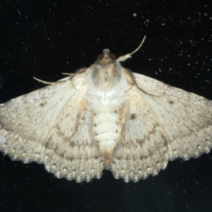 Diatenes aglossoides at Ainslie, ACT - 19 Nov 2023 09:35 PM