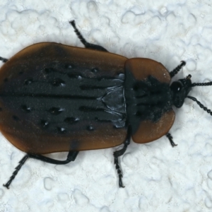 Ptomaphila lacrymosa at Ainslie, ACT - 19 Nov 2023