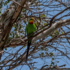 Polytelis swainsonii (Superb Parrot) at Higgins, ACT - 2 Dec 2023 by Untidy