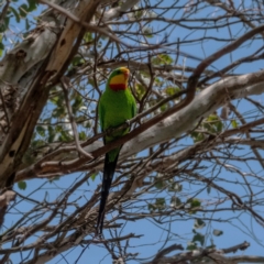 Polytelis swainsonii (Superb Parrot) at Cantor Crescent Woodland, Higgins - 2 Dec 2023 by Untidy