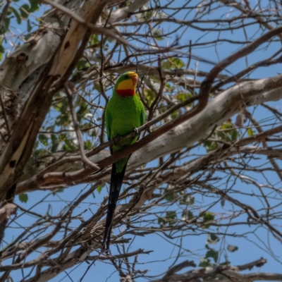 Polytelis swainsonii (Superb Parrot) at Higgins, ACT - 2 Dec 2023 by Untidy