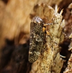 Eurypella tasmaniensis (Eurypella tasmaniensis) at Mount Painter - 27 Nov 2023 by [_]