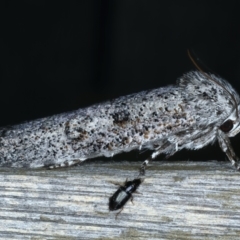 Cryptophasa irrorata (A Gelechioid moth (Xyloryctidae)) at Ainslie, ACT - 19 Nov 2023 by jb2602