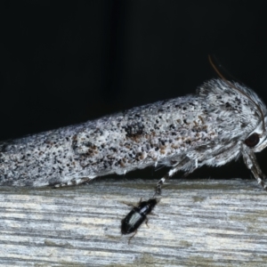 Cryptophasa irrorata at Ainslie, ACT - 19 Nov 2023