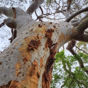 Angophora costata subsp. costata at Northbridge, NSW - 2 Dec 2023