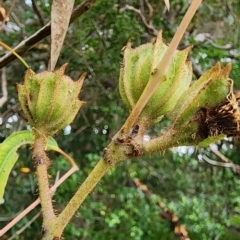 Angophora costata subsp. costata at Northbridge, NSW - 2 Dec 2023