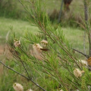 Heteronympha merope at Sth Tablelands Ecosystem Park - 1 Dec 2023 04:35 PM