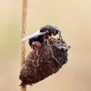 Chalcididae (family) at Mount Painter - 22 Nov 2023