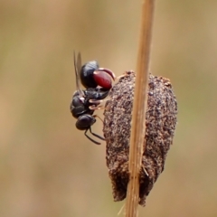 Chalcididae (family) at Mount Painter - 22 Nov 2023