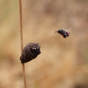 Chalcididae (family) at Mount Painter - 22 Nov 2023