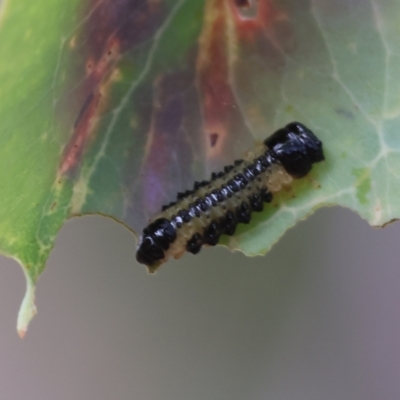 Paropsis atomaria (Eucalyptus leaf beetle) at WREN Reserves - 30 Nov 2023 by KylieWaldon